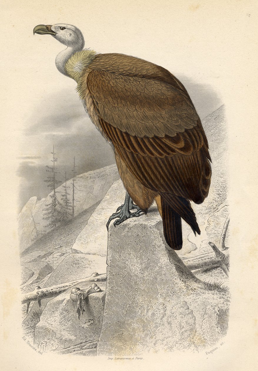 Der Fahlgeier, graviert von Paquien von Edouard Travies