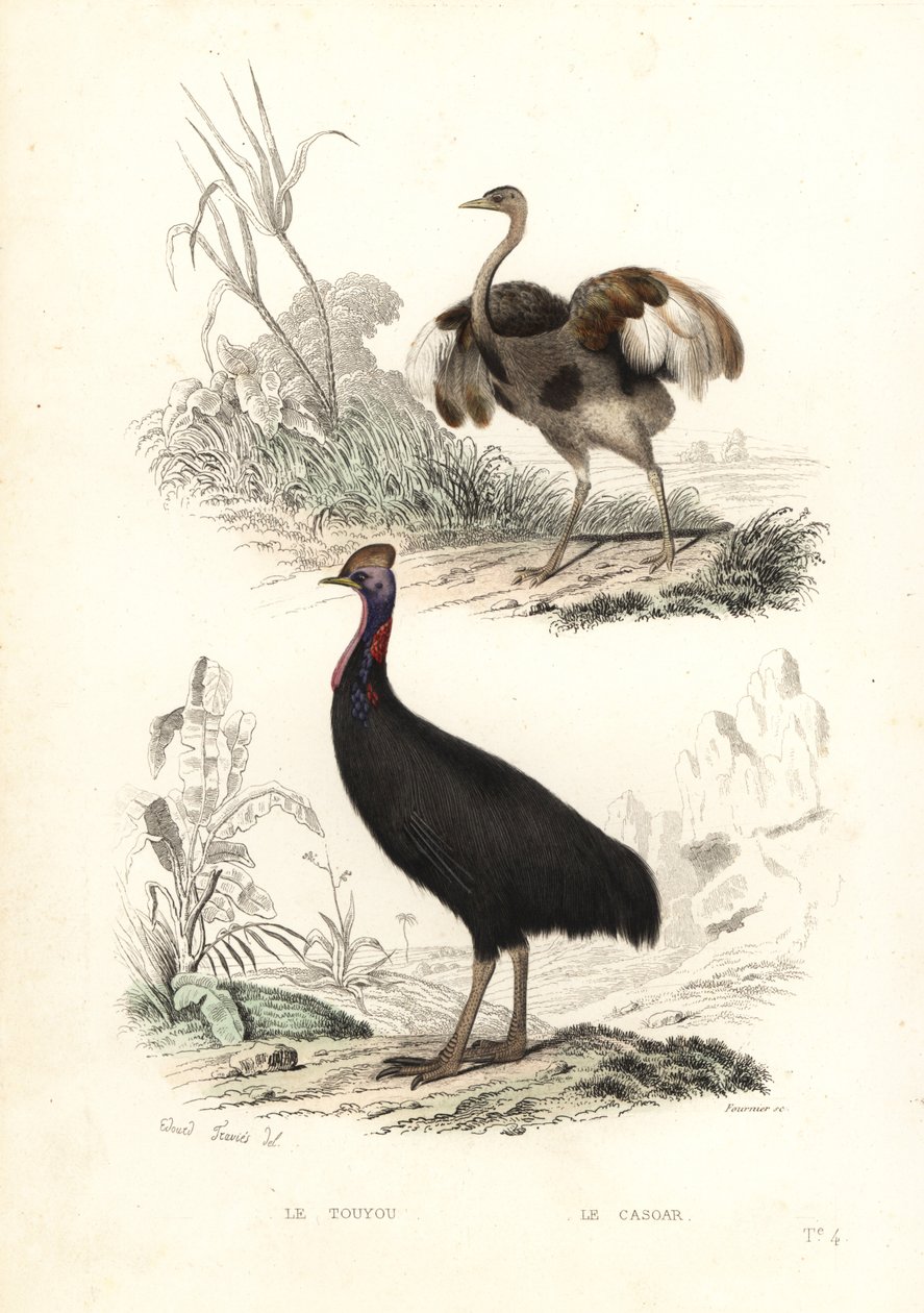 Großer Nandu und Südlicher Kasuar von Edouard (after) Travies