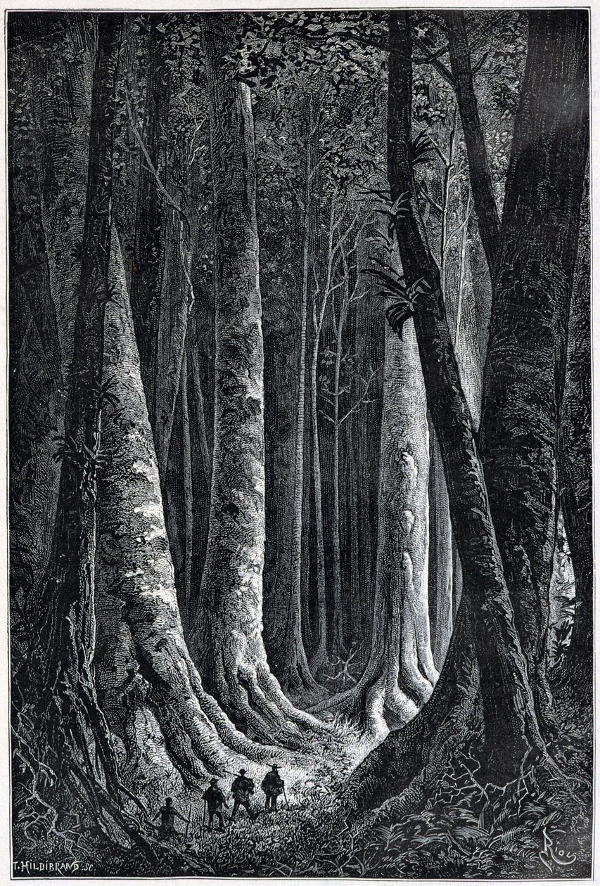 Wald von Französisch-Guayana, Zeichnung von Riou, „Le Tour du Monde“, 2. Halbjahr 1879 von Edouard Riou
