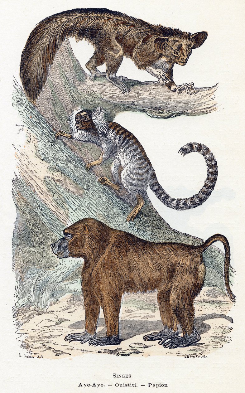 Affen - „Alphabet illustriert Tiere“ 19. Jahrhundert von Edouard Travies
