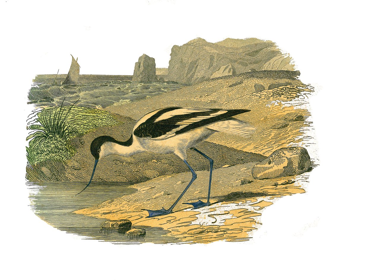 Naturgeschichtstafel: Zoologische Tafel, die langnasige Watvögel darstellt von Edouard Travies