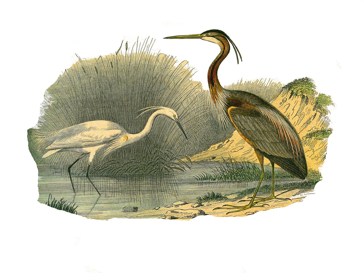 Naturgeschichtstafel: Zoologische Tafel, die Wasservögel und cultriroströse Watvögel (mit großen, langen und starken Schnäbeln) darstellt: Silberreiher und Purpurreiher. Tafel aus den neun Bänden über Vögel in „Gesammelte Werke von Buffon“ geschrieben von von Edouard Travies