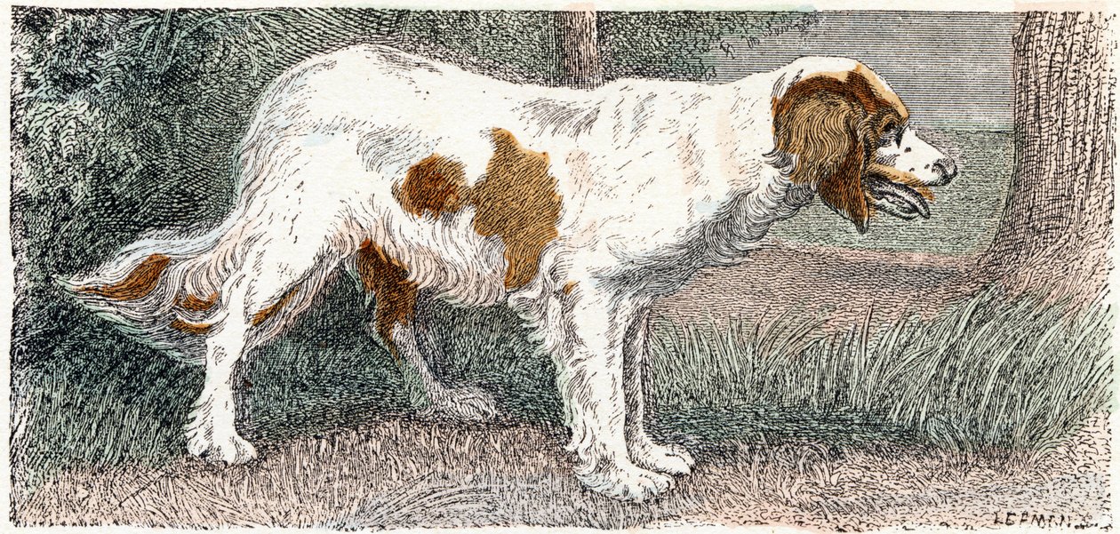 Spaniel (Hund) - „Alphabet illustriert Tiere“ 19. Jahrhundert (Gravur) von Edouard Travies