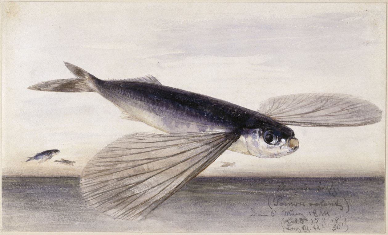 Fischstudien (Fliegender Fisch) von Eduard Hildebrandt