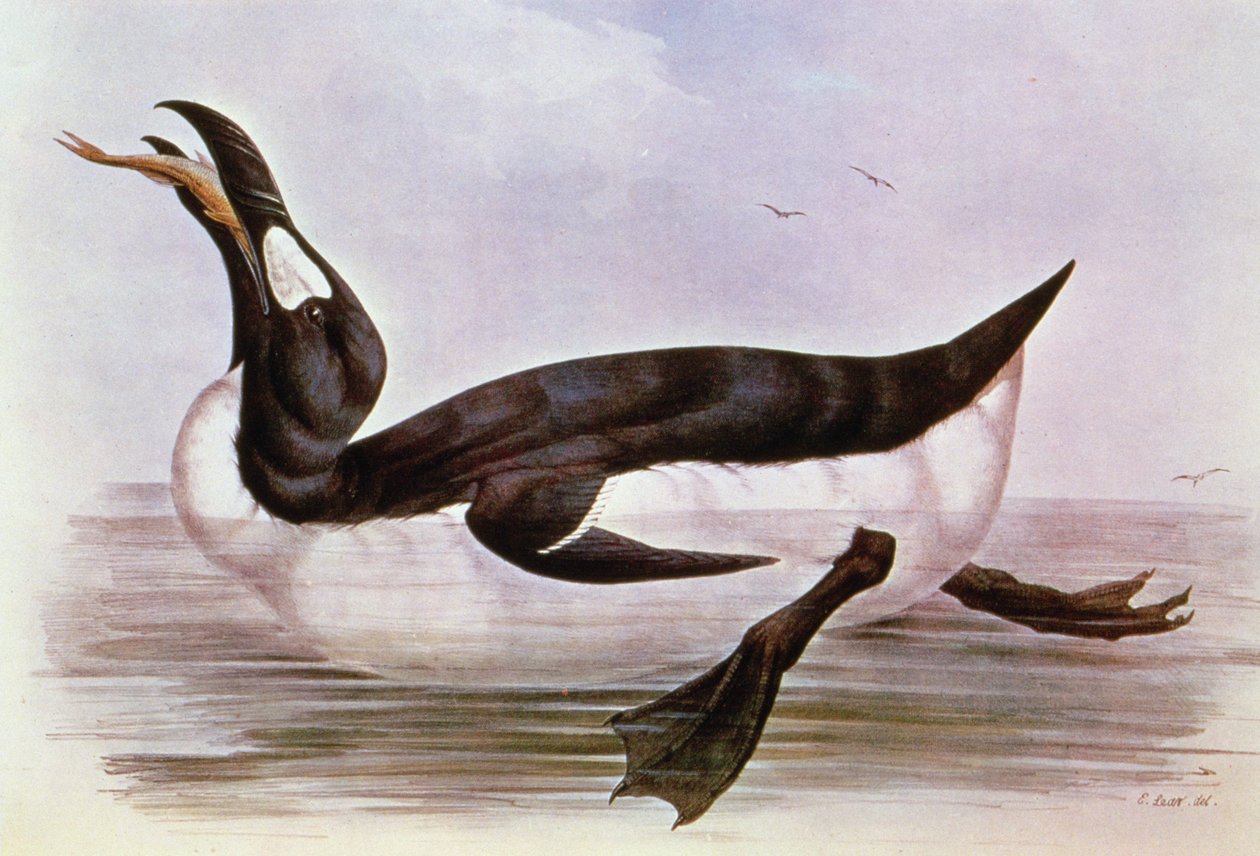 Der Große Auk, Illustration aus 