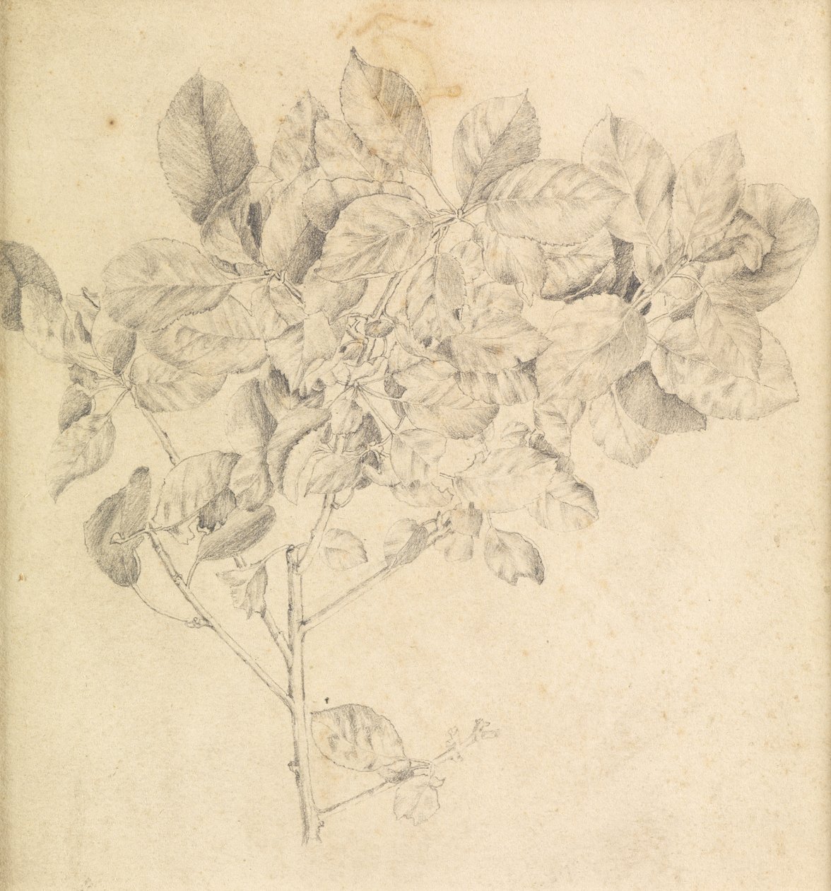 Studie für einen Apfelgarten von Edward Burne Jones