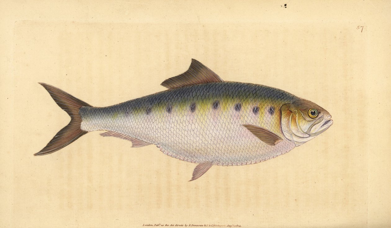 Maifisch, Alosa alosa (Schat, Clupea alosa). Handkolorierte ...