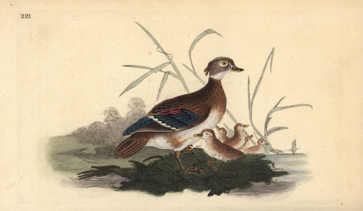 Karolinasäger (Weibchen und Jungtiere). Handkolorierte Kupferplatte gezeichnet und graviert von Edward Donovan aus seiner Natural History of British Birds, London von Edward Donovan