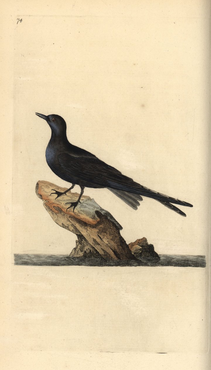 Trauerseeschwalbe, Chlidonias niger. Handkolorierte Kupferstichzeichnung und -gravur von Edward Donovan aus seiner Natural History of British Birds, London von Edward Donovan