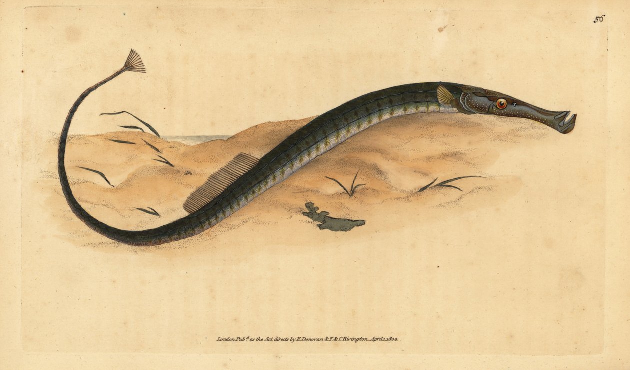 Breitnasen- oder kürzerer Seenadel, Syngnathus typhle von Edward Donovan