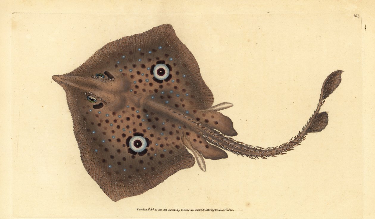 Brauner Rochen oder Spiegelrochen, Raja miraletus. Handkolorierte Kupferplatte gezeichnet und graviert von Edward Donovan aus seiner Naturgeschichte der britischen Fische, Donovan und F.C. und J. Rivington, London von Edward Donovan