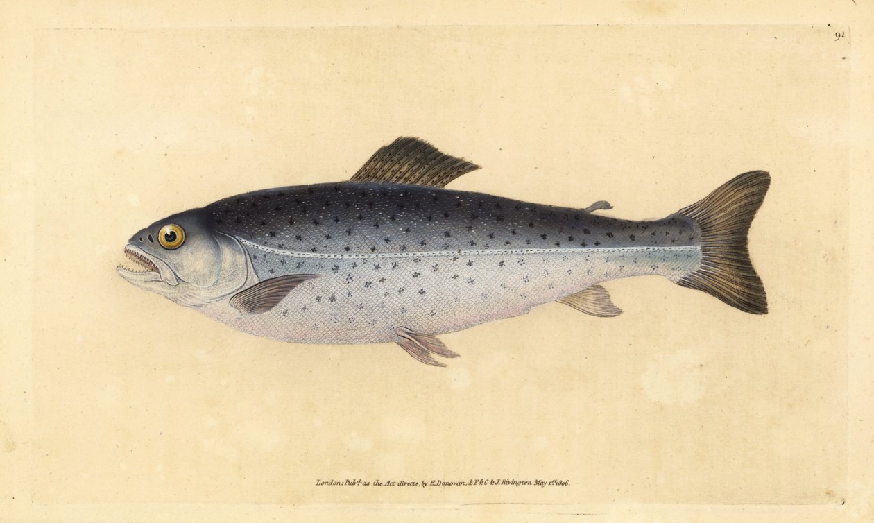 Bachforelle, Salmo trutta (Sewen, Salmo cambricus). Handkolorierte Kupferplatte gezeichnet und graviert von Edward Donovan aus seiner Natural History of British Fishes, Donovan und F.C. und J. Rivington, London von Edward Donovan