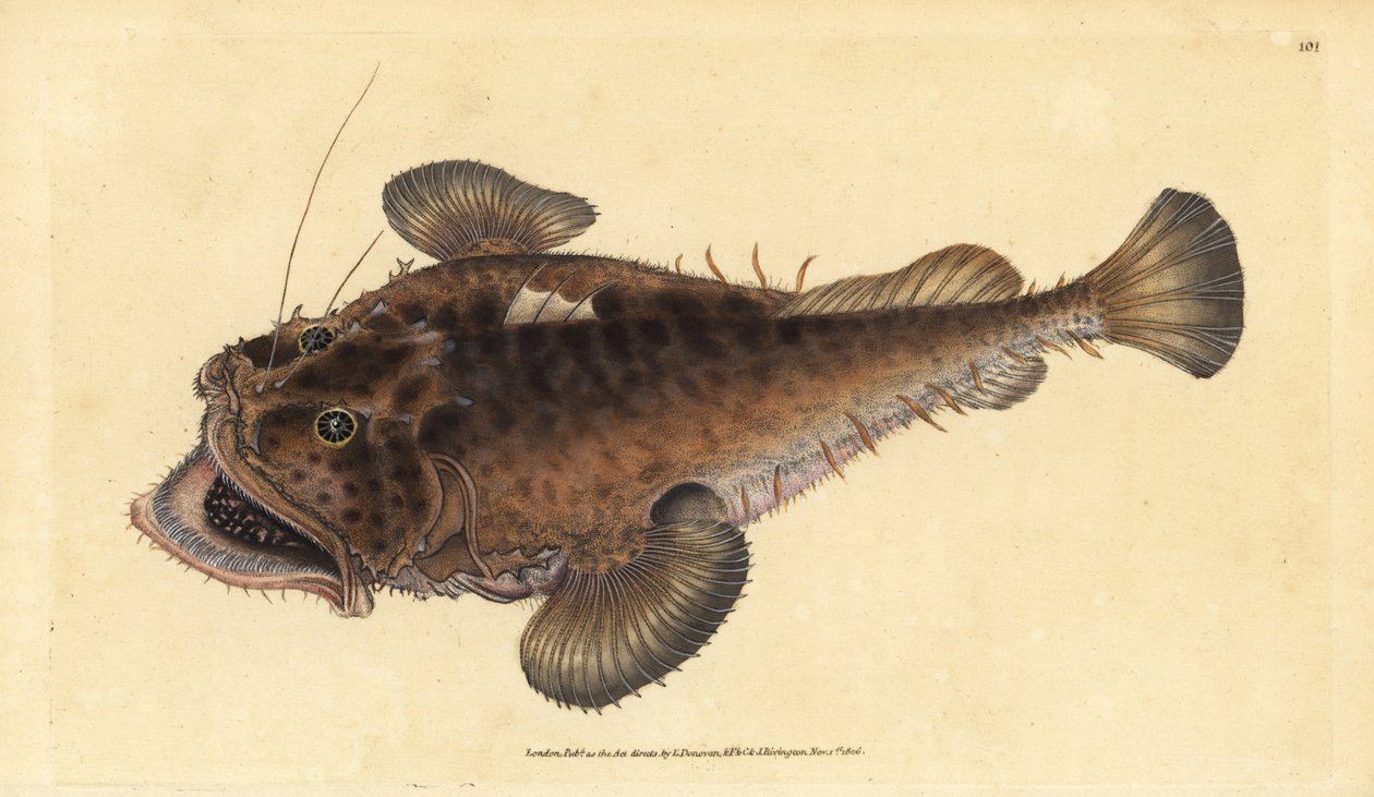 Seeteufel, Lophius piscatorius. Handkolorierte Kupferstichzeichnung und -gravur von Edward Donovan aus seiner „Natural History of British Fishes“, Donovan und F.C. und J. Rivington, London von Edward Donovan