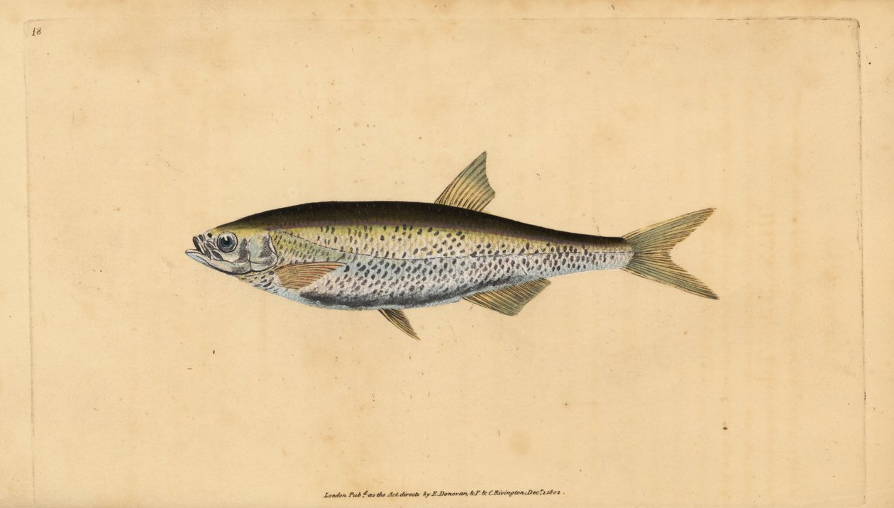 Ukelei, Alburnus alburnus (Cyprinus alburnus). Handkolorierte Kupferstichzeichnung und Gravur von Edward Donovan aus seiner Natural History of British Fishes, Donovan und F.C. und J. Rivington, London von Edward Donovan