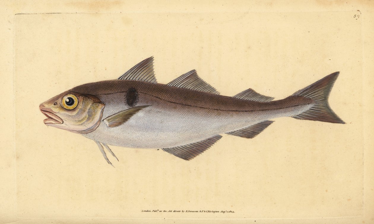 Schellfisch, Melanogrammus aeglefinus (Gadus aeglefinus). Gefährdet. Handkolorierte Kupferstichzeichnung und -gravur von Edward Donovan aus seiner Natural History of British Fishes, Donovan und F.C. und J. Rivington, London von Edward Donovan