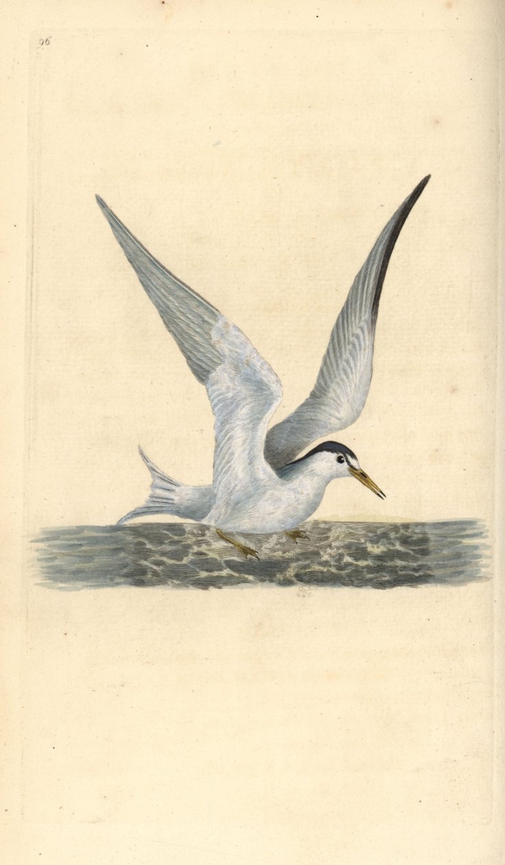 Zwergseeschwalbe, Sternula albifrons. Handkolorierte Kupferstichzeichnung und -gravur von Edward Donovan aus seiner Natural History of British Birds, London von Edward Donovan