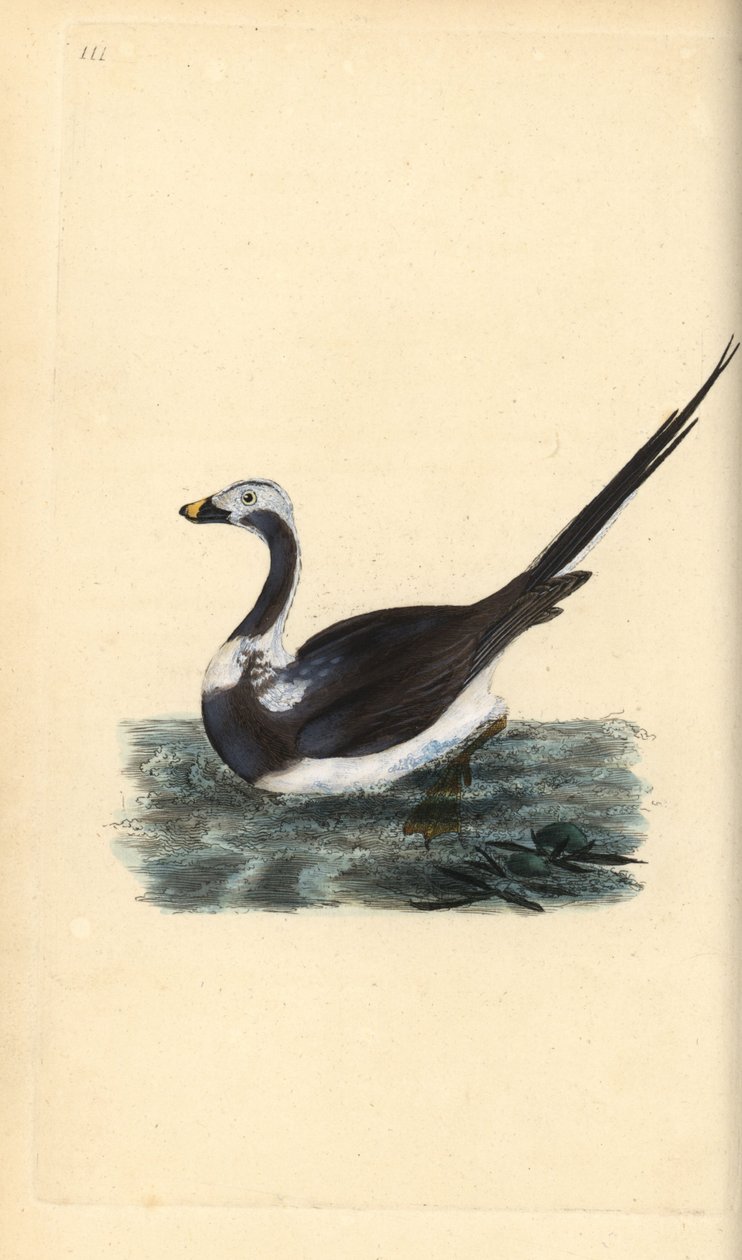 Eisente, Clangula hyemalis. Handkolorierte Kupferplatte von Edward Donovan aus seinem eigenen „Natural History of British Birds“ von Edward Donovan