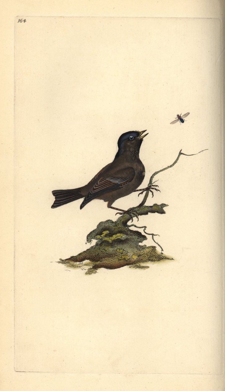 Sumpfmeise, Poecile palustris. Handkolorierte Kupferplatte gezeichnet und graviert von Edward Donovan aus seiner Natural History of British Birds, London von Edward Donovan