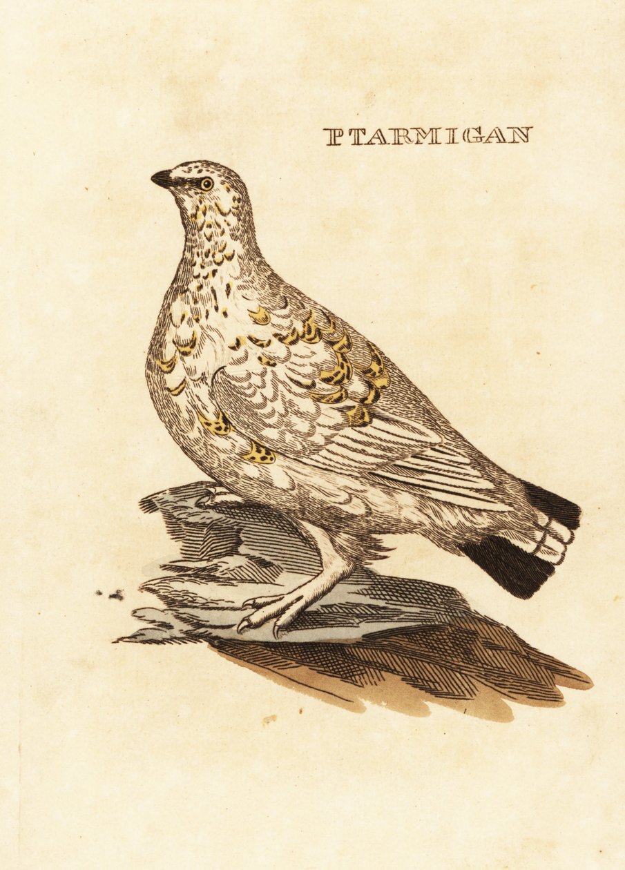 Moorschneehuhn oder Weißwild, Lagopus lagopus von Edward Donovan