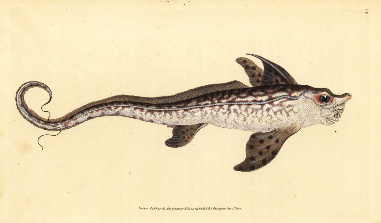 Geisterfisch oder Seemonster, Chimaera monstrosa. Nahezu bedroht. Handkolorierte Kupferplatte gezeichnet und graviert von Edward Donovan aus seiner Natural History of British Fishes, Donovan und F.C. und J. Rivington, London von Edward Donovan