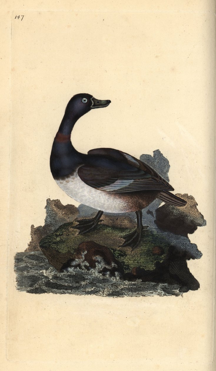 Ringelente (Aythya collaris). Handkolorierter Kupferstich von Edward Donovan aus seinem Werk „Natural History of British Birds“, London von Edward Donovan