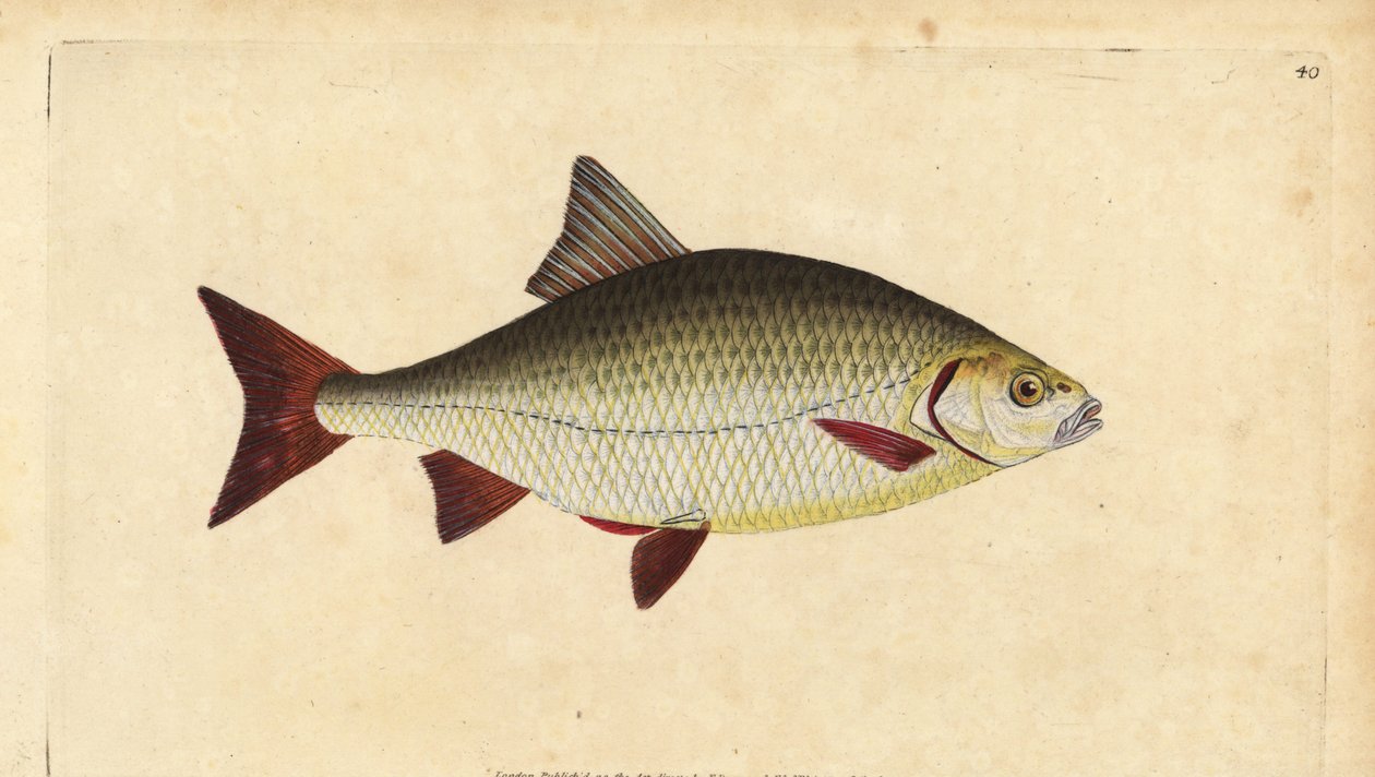 Rotfeder, Scardinius erythrophthalmus (Rotauge, Cyprinus ...