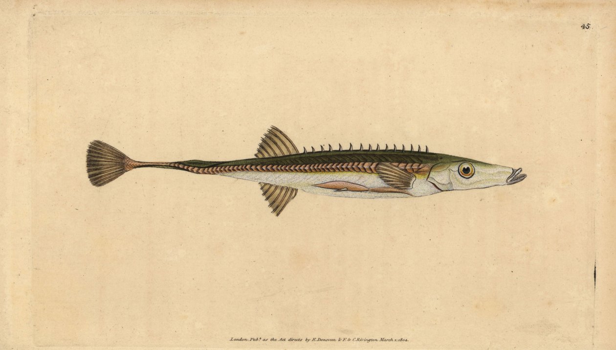 Seestichling, Spinachia spinachia. Handkolorierte Kupferstichzeichnung und -gravur von Edward Donovan aus seiner „Natural History of British Fishes“, Donovan und F.C. und J. Rivington, London von Edward Donovan