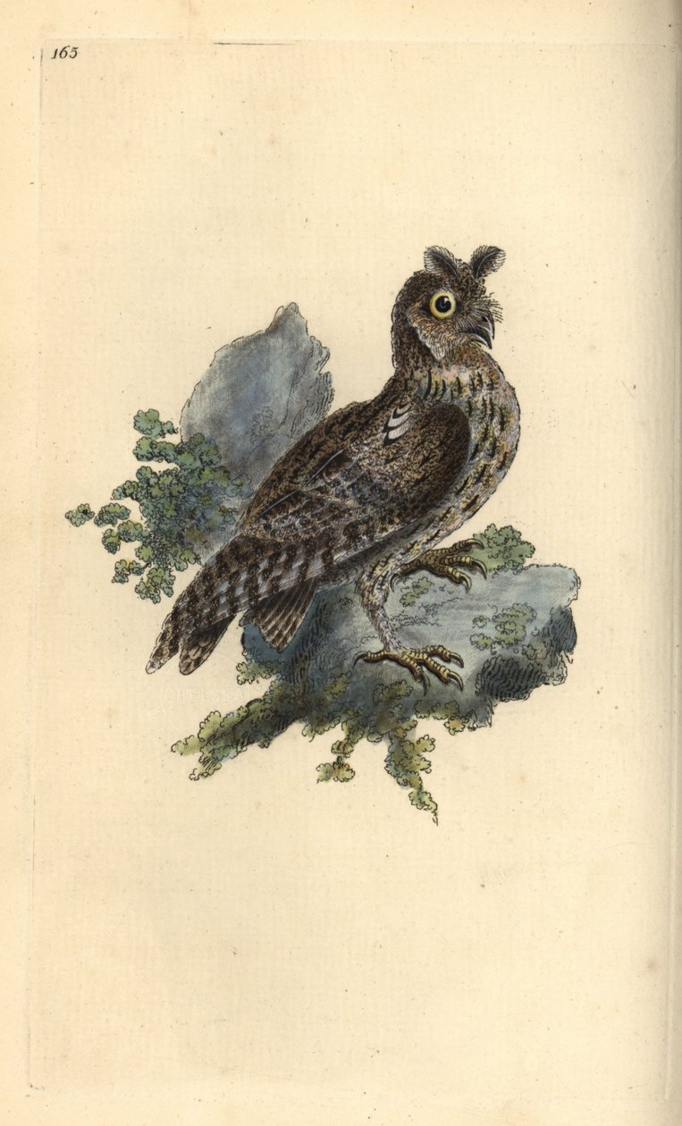 Kleine Ohreule, Strix pulchella. (Zwergohreule, Otus scops?) Handkolorierte Kupferstichzeichnung und -gravur von Edward Donovan aus seinem eigenen „Natural History of British Birds“, London von Edward Donovan