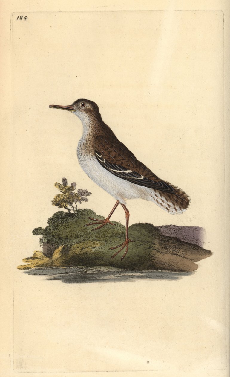 Fleckenstrandläufer, Actitis macularia von Edward Donovan