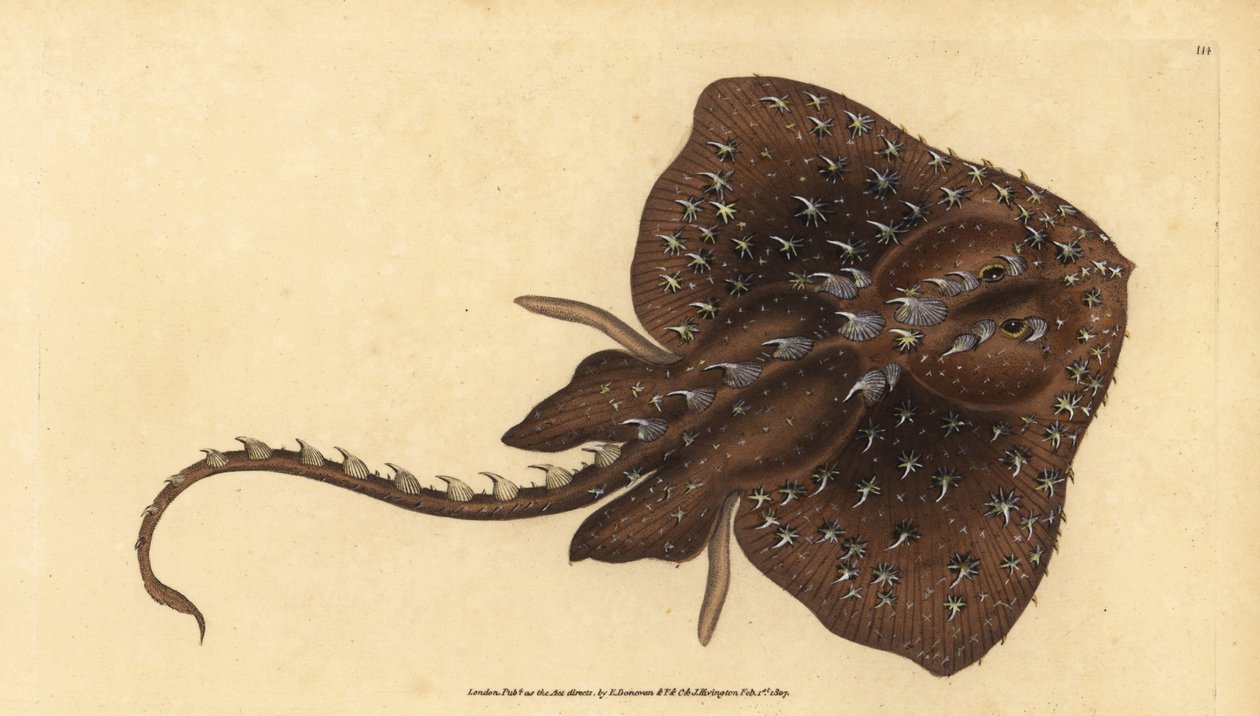 Dornrochen, Amblyraja radiata (Sternrochen, Raja radiata). Gefährdet. Handkolorierte Kupferplatte gezeichnet und graviert von Edward Donovan aus seiner Natural History of British Fishes, Donovan und F.C. und J. Rivington, London von Edward Donovan