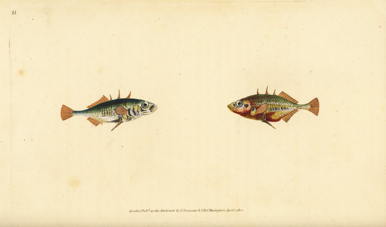 Dreistachliger Stichling, Gasterosteus aculeatus. Handkolorierte Kupferplatte gezeichnet und graviert von Edward Donovan aus seiner Naturgeschichte der britischen Fische, Donovan und F.C. und J. Rivington, London von Edward Donovan