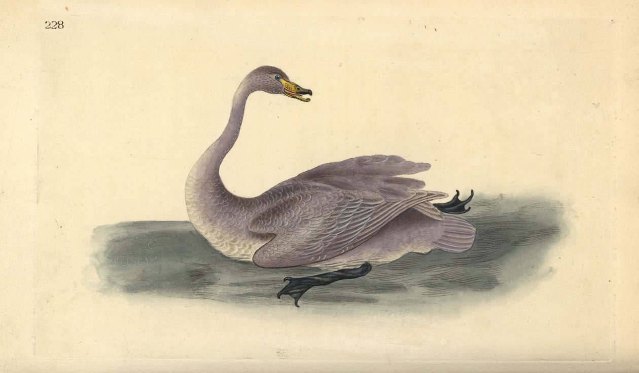 Singschwan (unreif), Cygnus cygnus, mit Gefieder im Übergangsstadium zu Weiß. Handkolorierte Kupferplatte gezeichnet und graviert von Edward Donovan aus seiner eigenen „Natural History of British Birds,“ London von Edward Donovan