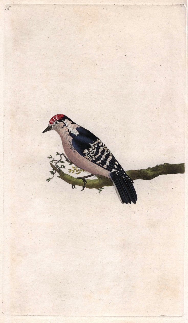 Specht, Dendrocopos minor (Picus minor), Kupferstich von Edward Donovan von Edward Donovan