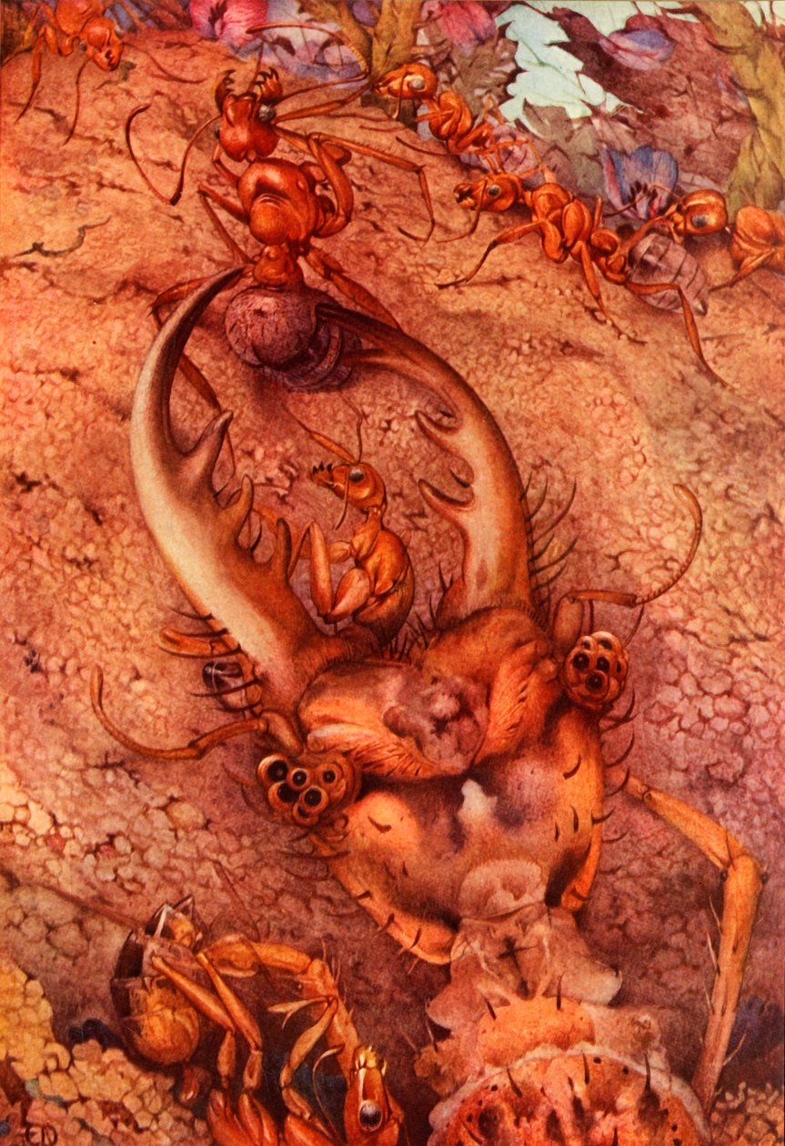 Der Ameisenlöwe, 1914 von Edward Julius Detmold