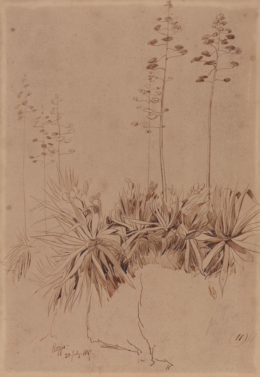Reggio von Edward Lear