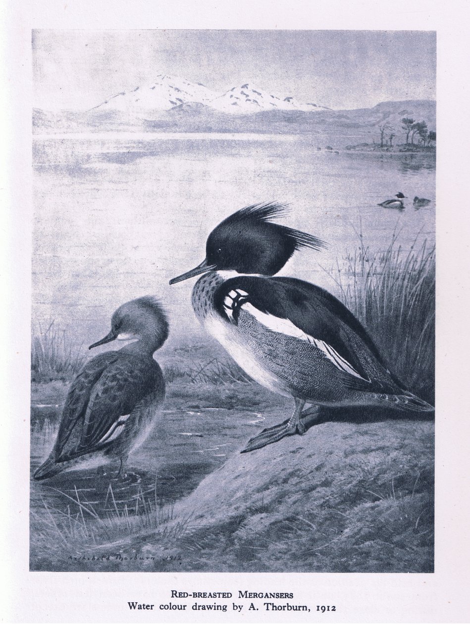 Gänsesäger, Natur in Großbritannien veröffentlicht von Collins, 1946 von Edward Neale