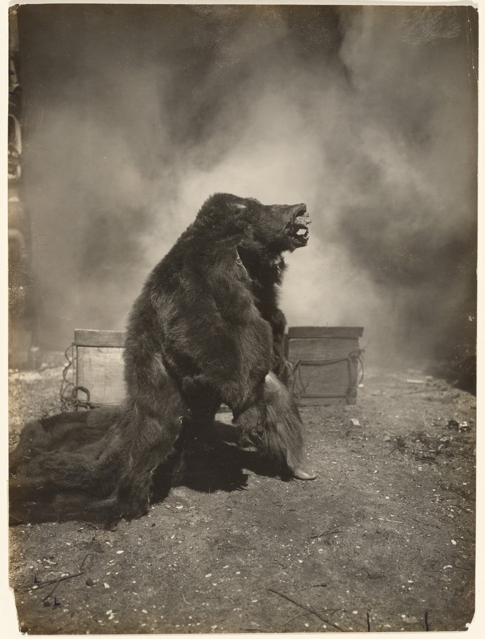 [Lass den trickreichen schwarzen Bären seinen Tanz machen] von Edward S. Curtis