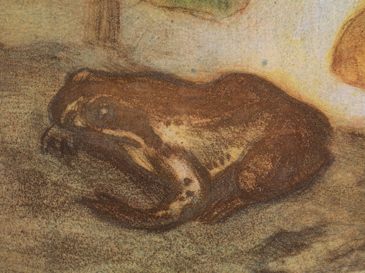Frosch mit Sumpfdotterblume von Eero Järnefelt