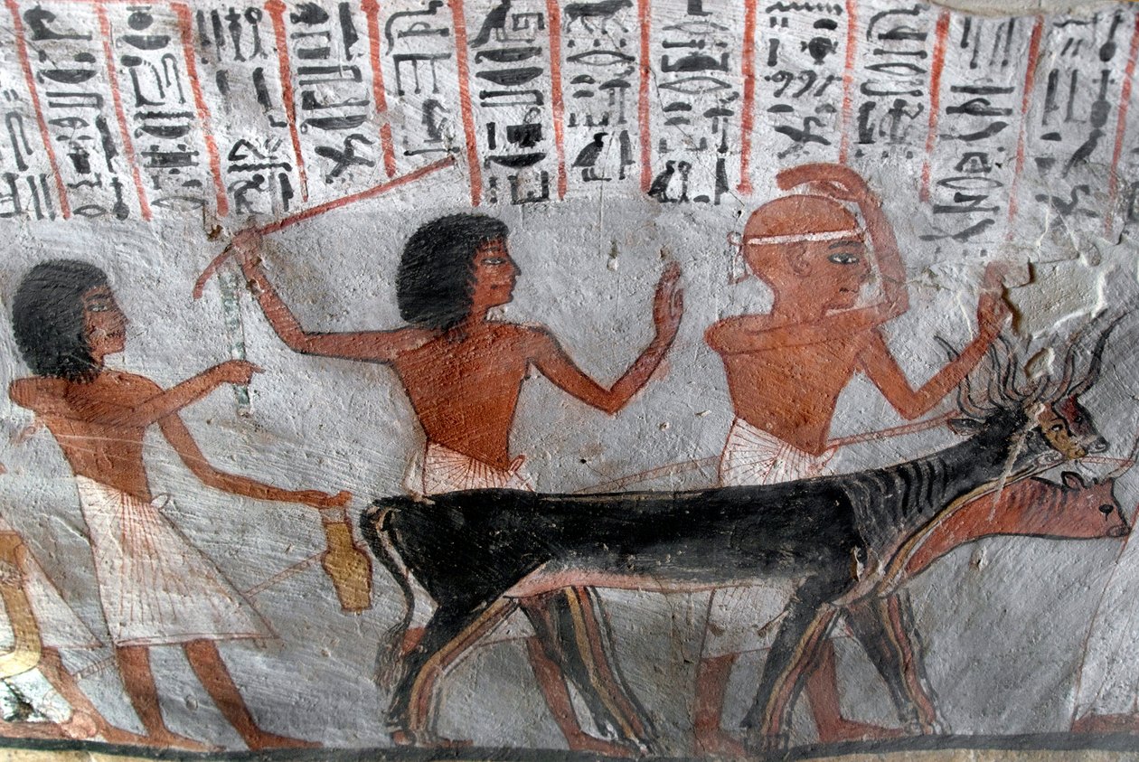 Ägyptische Antike: Figuren führen Viehköpfe. Gemälde aus dem Grab von Roy (TT255). 18. Dynastie. Vom Westufer von Luxor, Ägypten von Egyptian 18th Dynasty