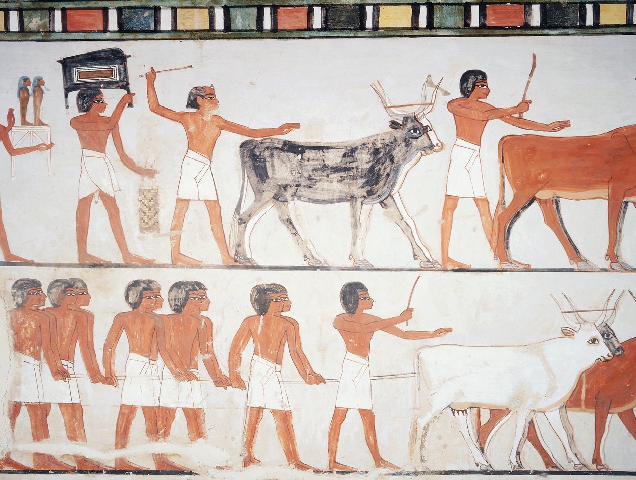 Hirten und Vieh, Fresko, Südwand, Längskammer, Thebanisches Grab TT69, Sheikh Abd el-Qurna, Theben (Unesco-Welterbeliste) von Egyptian 18th Dynasty