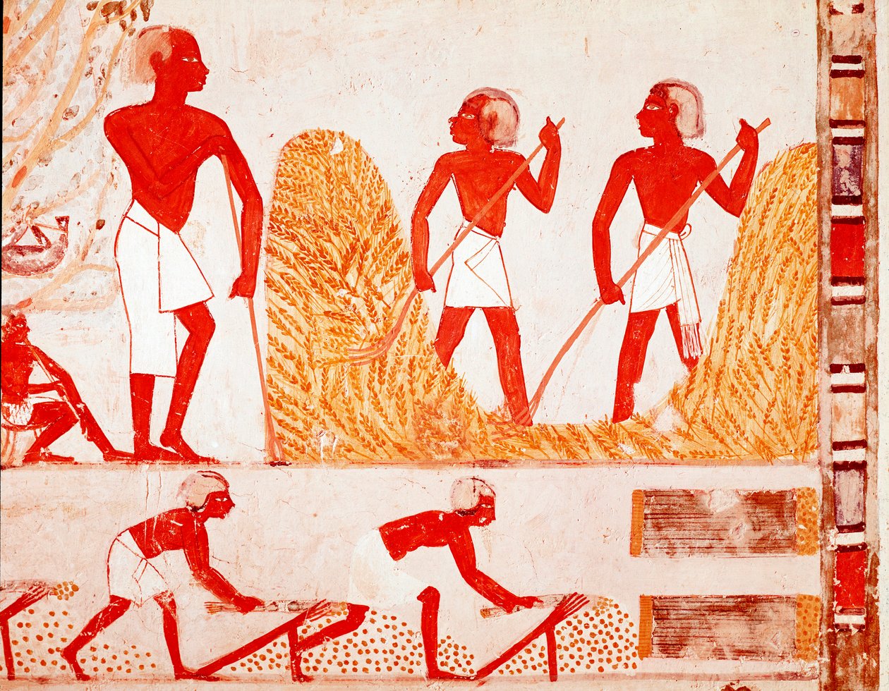 Ernteszene im alten Ägypten (Fresko) von Egyptian Egyptian