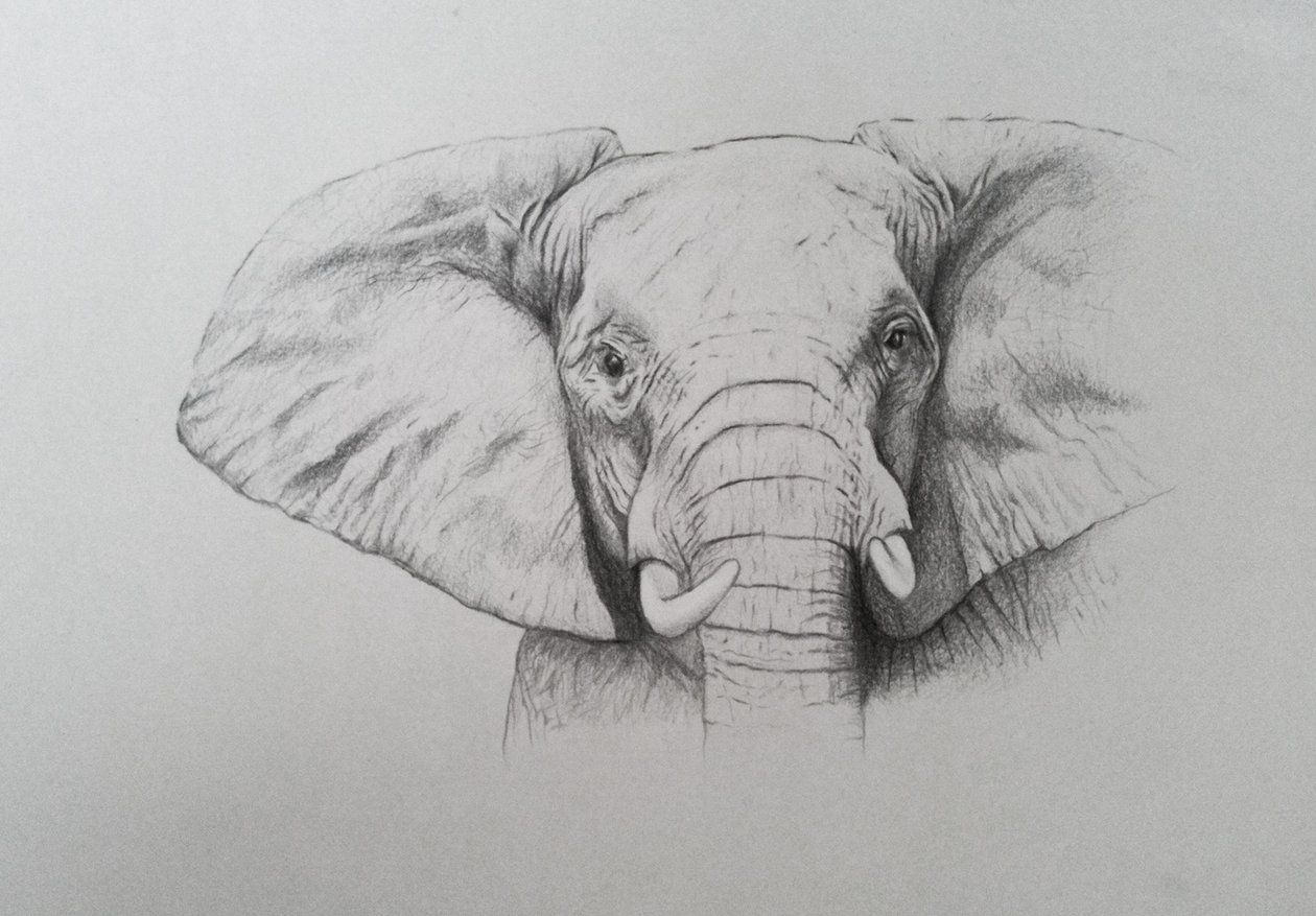 Elefant, 2011 von Eleanor Grafton