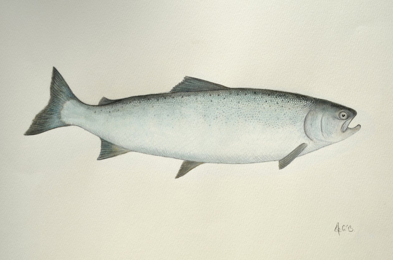 Lachs, 2013 von Eleanor Grafton