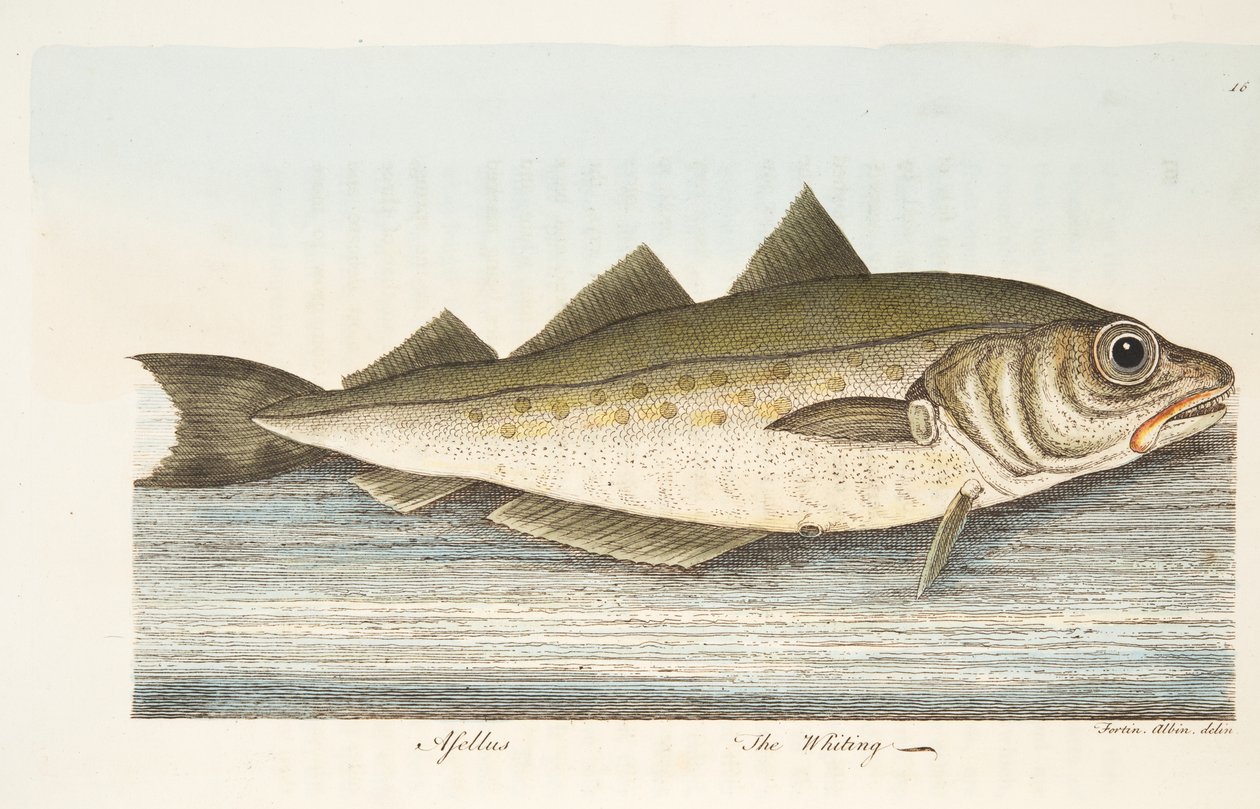Der Wittling, aus Eine Abhandlung über Fische und Fischteiche ...