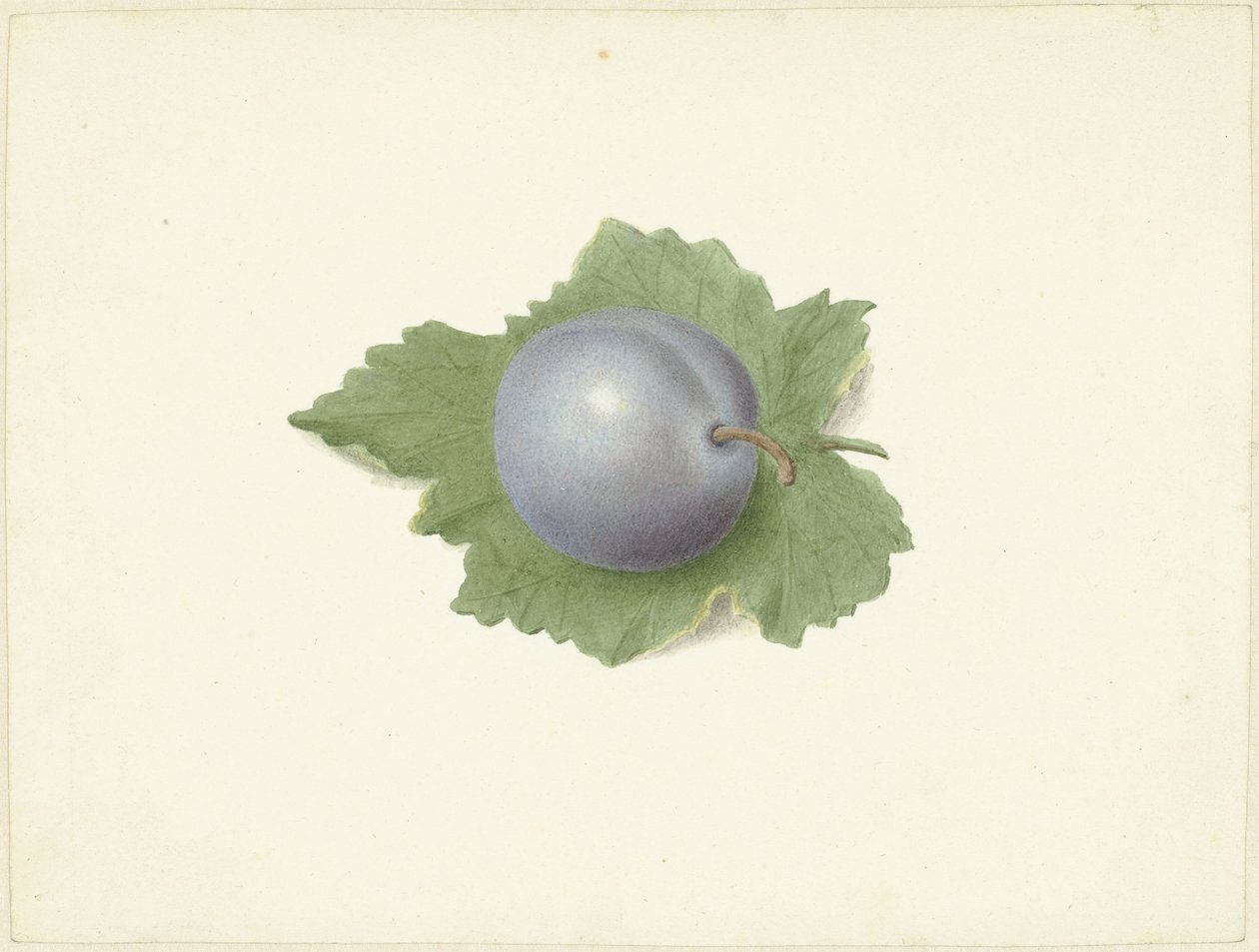 Pflaume auf einem Blatt von Elisabeth Geertruida van de Kasteele