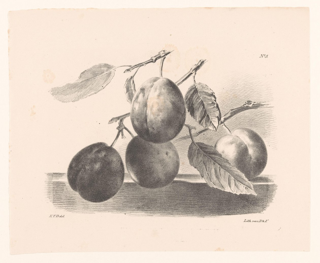 Pflaumen an Zweigen von Elise Therèse Daiwaille