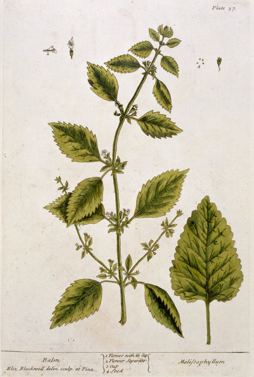 Balsam, Tafel 27 aus 
