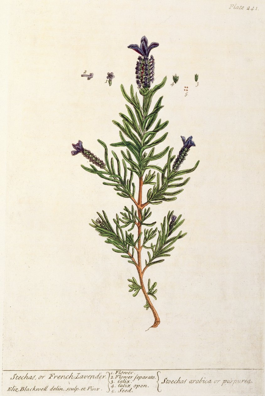 Französischer Lavendel, Tafel 241 aus 