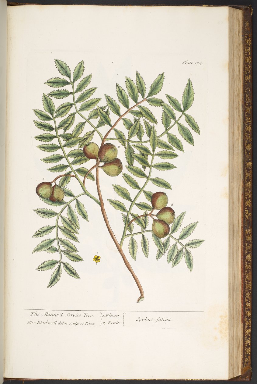 Tafel 174, aus 