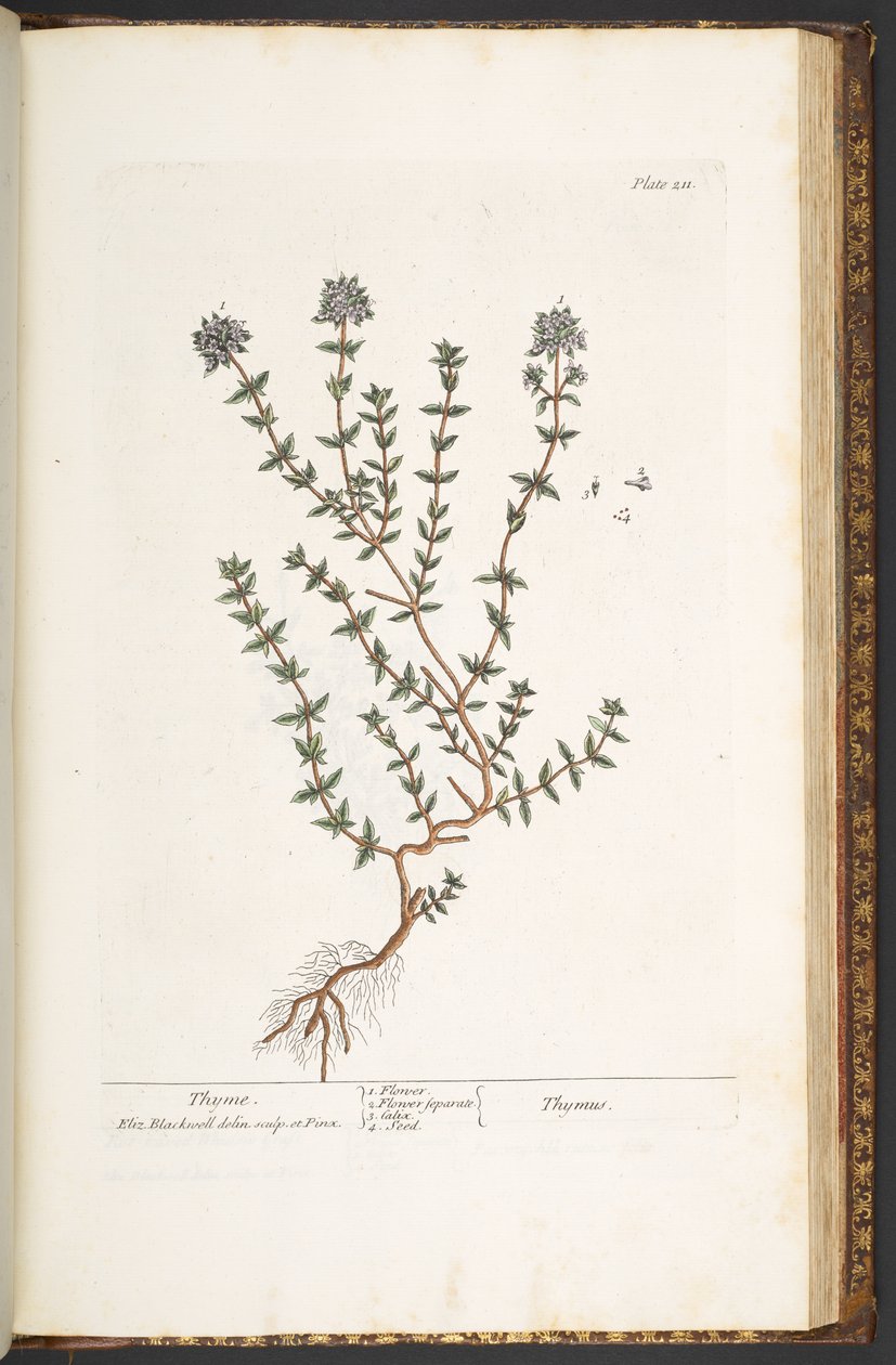 Tafel 211, Thymian, aus 